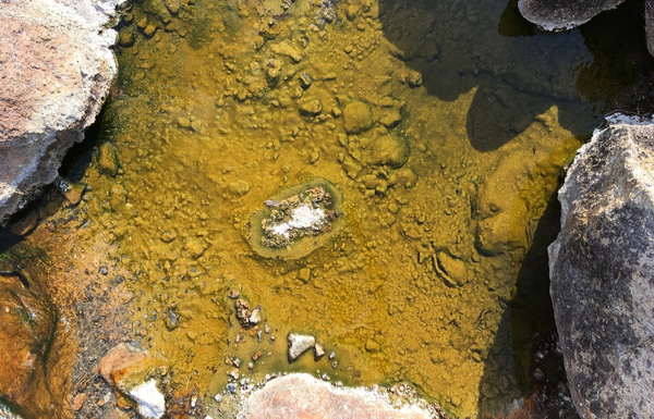 Hot springs water pond with algae and archaea