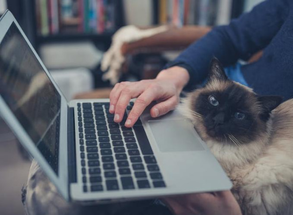 Woman using her laptop with cat