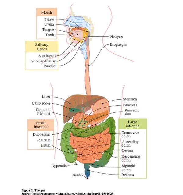 Components of the Digestive System